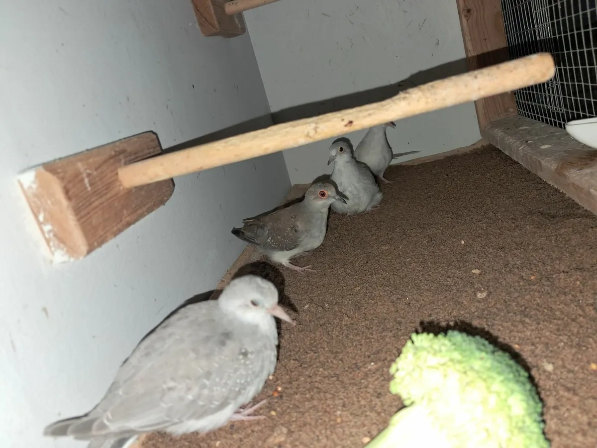 Dimond doves - Image 2