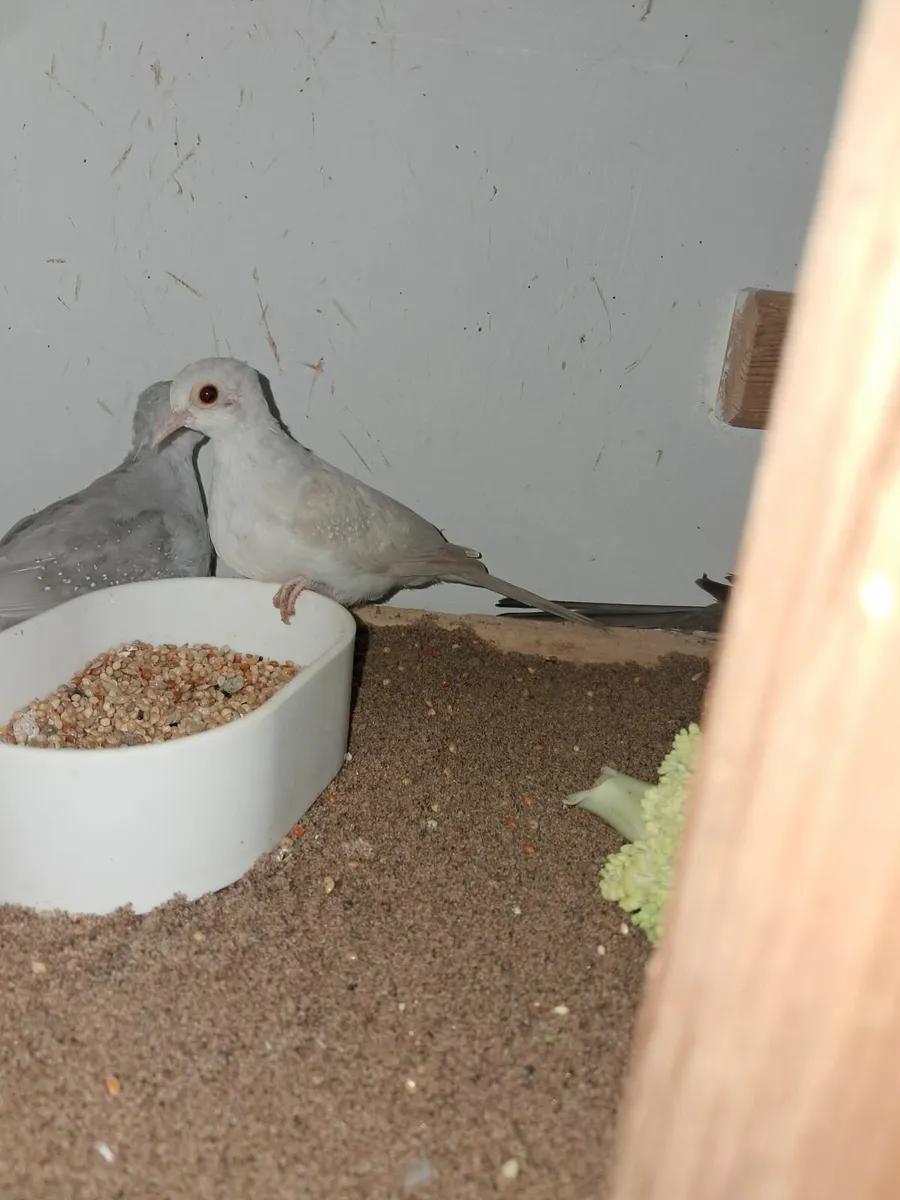 Dimond doves - Image 1