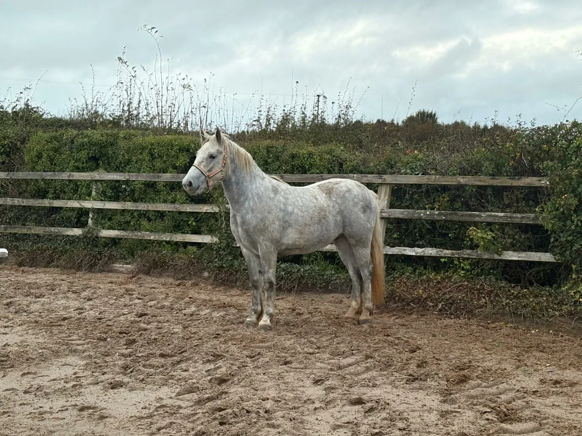 LOT 706 at Clifden Connemara Pony Sales - Image 4