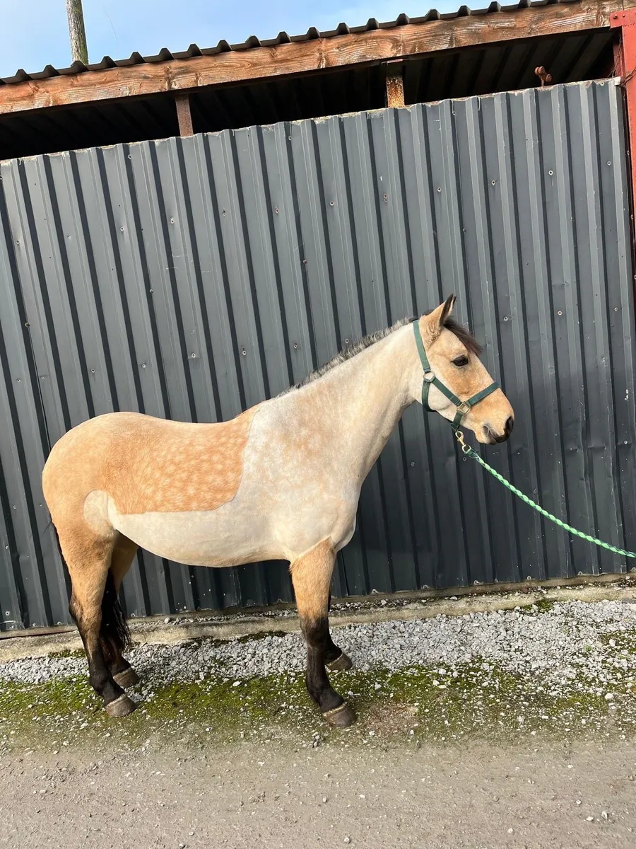 LOT :184 Clifden Charlie James Thursday 23rd - Image 3
