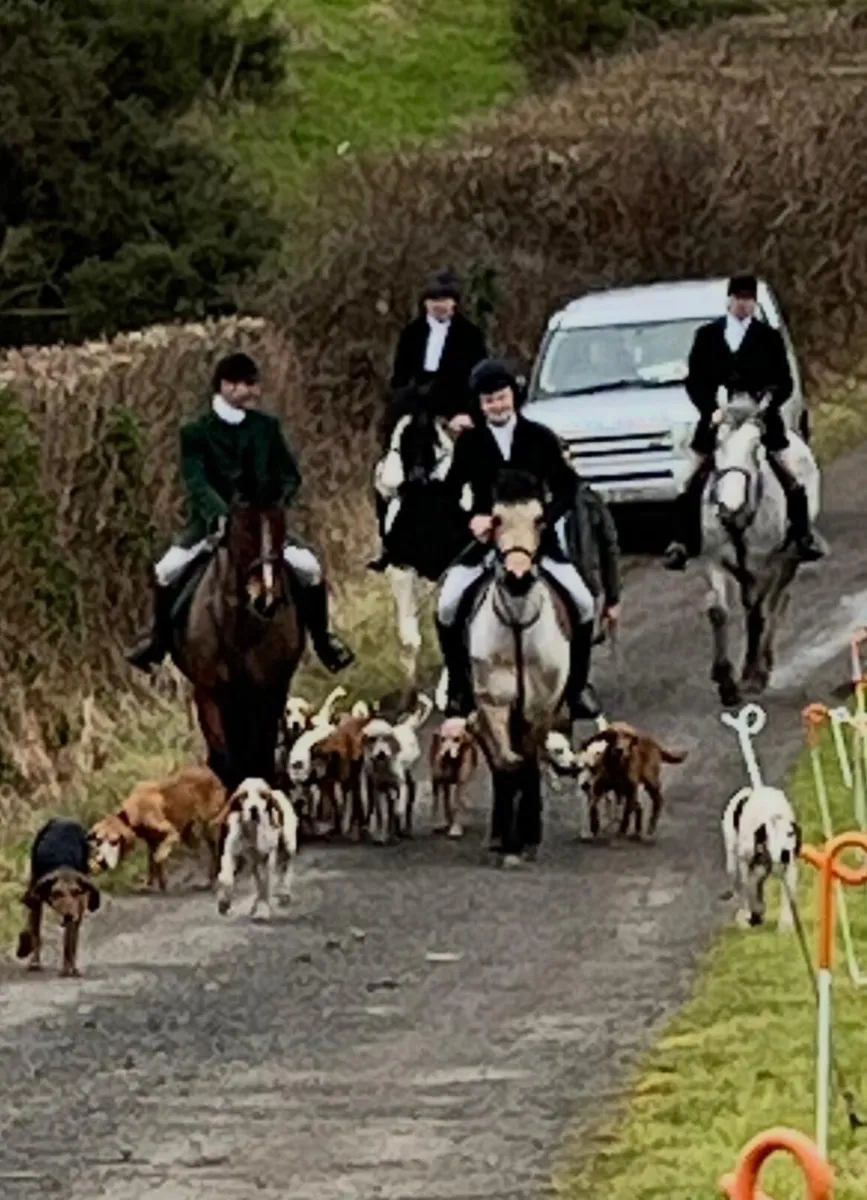 LOT :184 Clifden Charlie James Thursday 23rd - Image 4