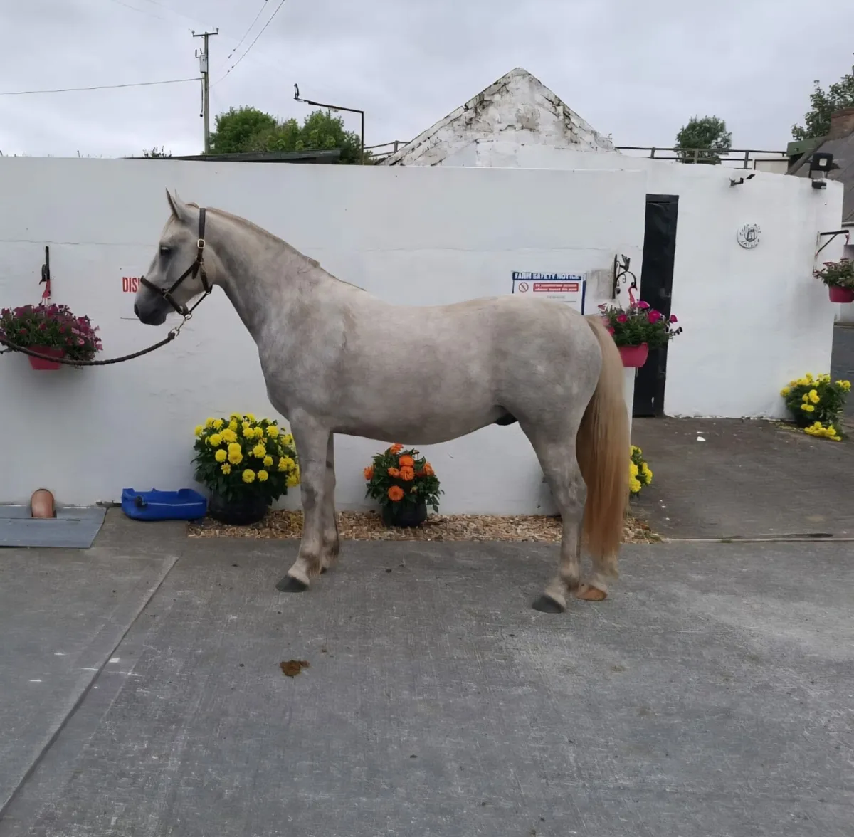 LOT 706 at Clifden Connemara Pony Sales - Image 1