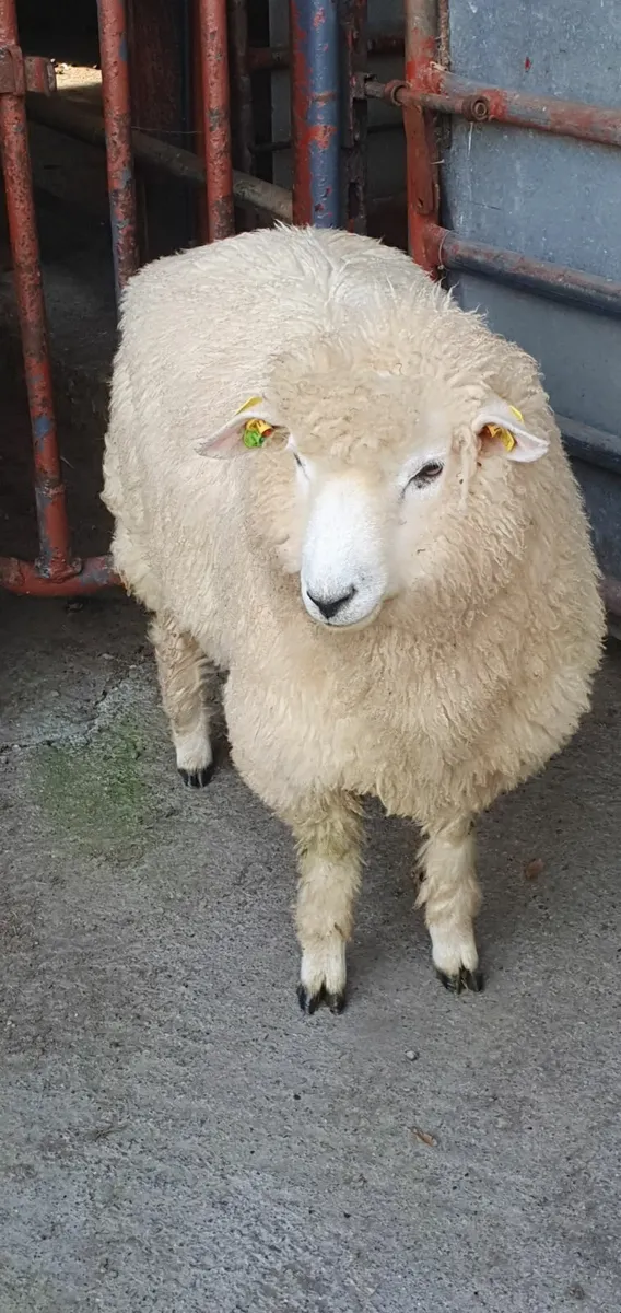 Purebred registered Galway Ram Lamb - Image 1