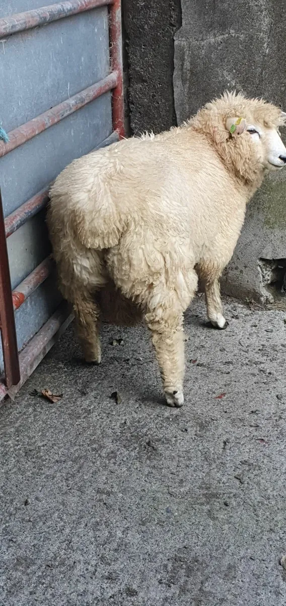 Purebred registered Galway Ram Lamb - Image 2
