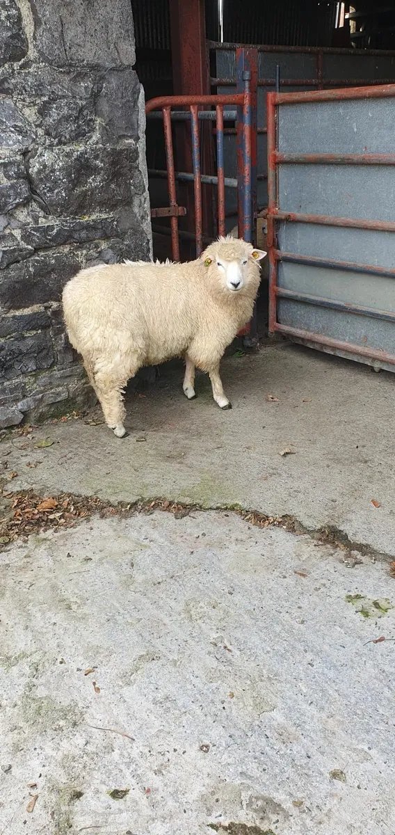 Purebred registered Galway Ram Lamb - Image 3