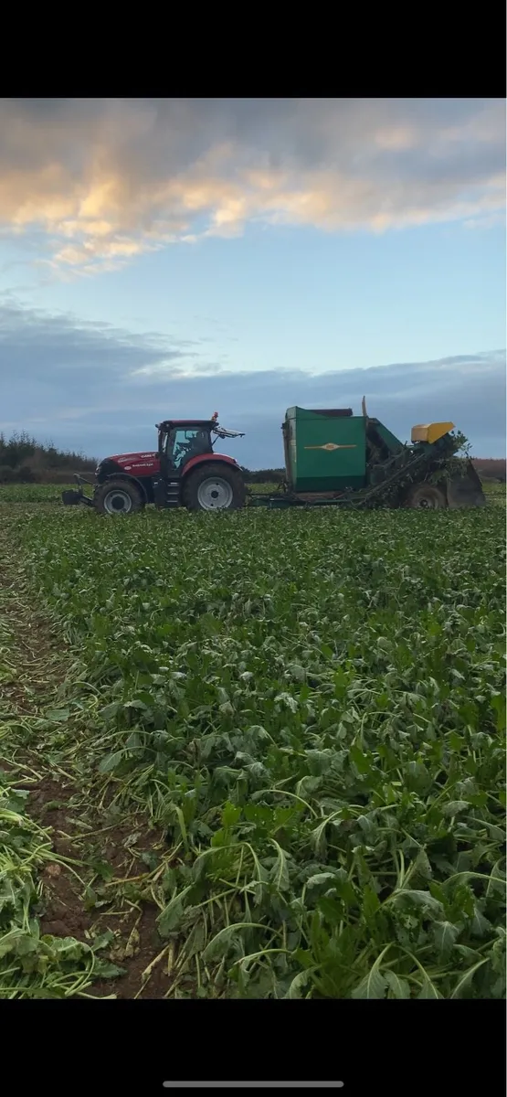 Sugar beet