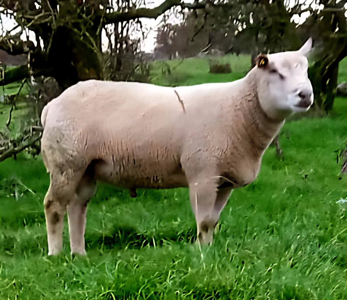 Charollais Hogget Ram - Image 2