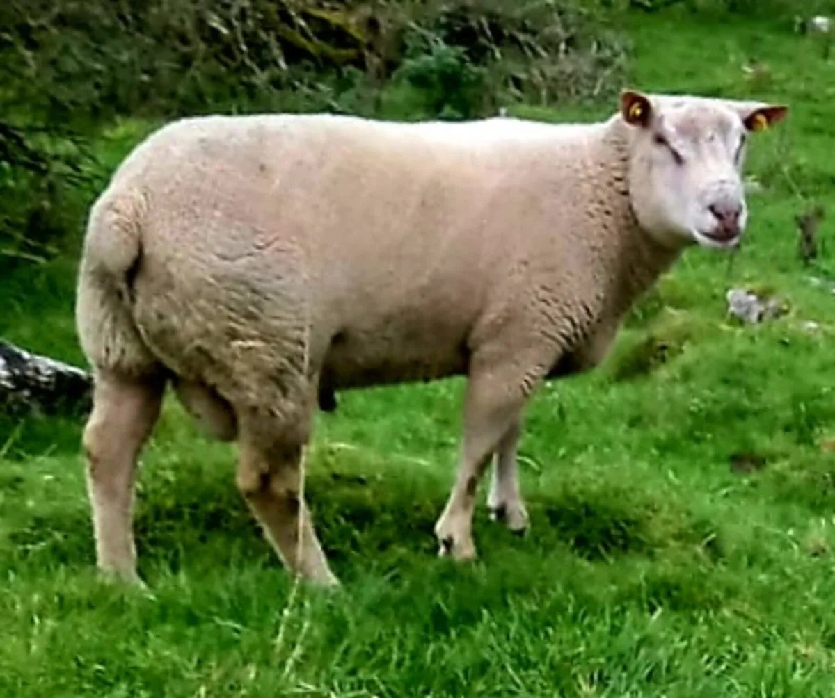 Charollais Hogget Ram - Image 3