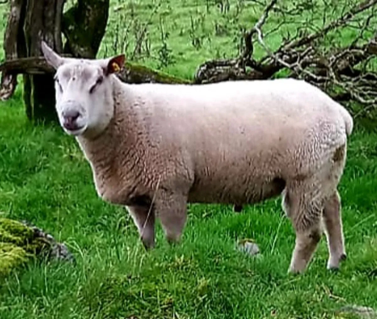 Charollais Hogget Ram - Image 1