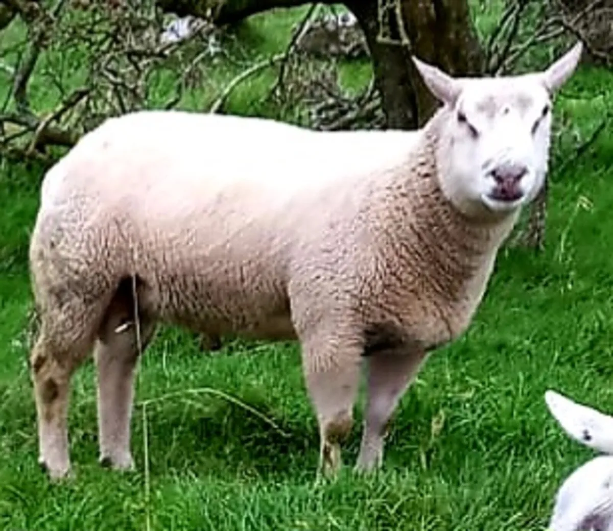 Charollais Hogget Ram - Image 4