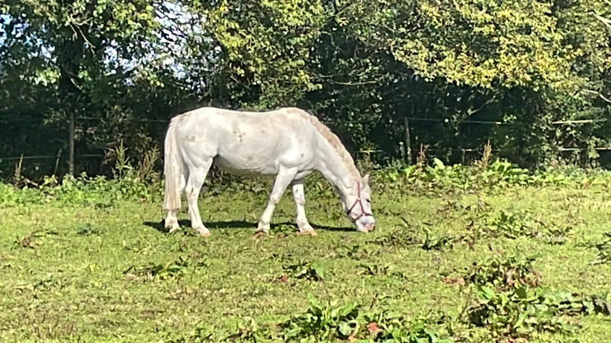 Pony for loan - Image 1