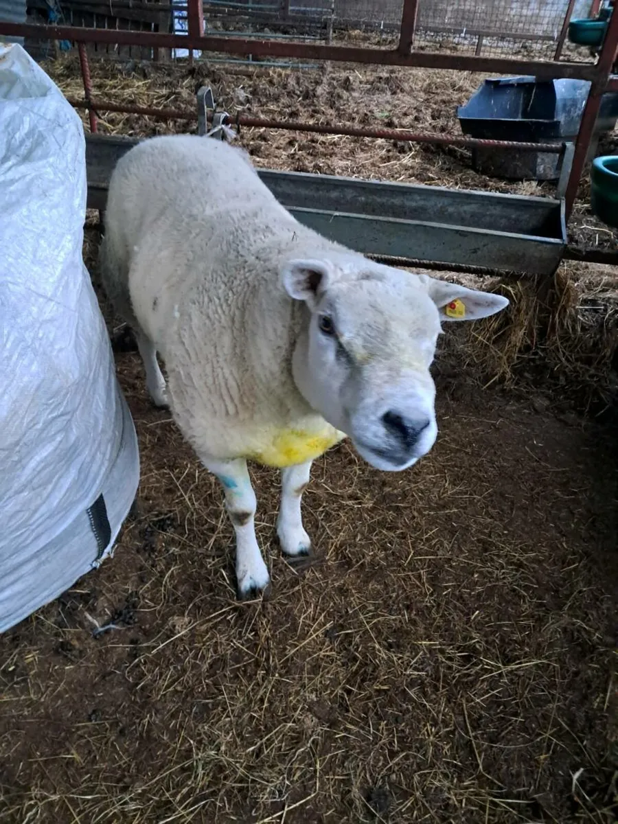 Texel Ram - Image 1