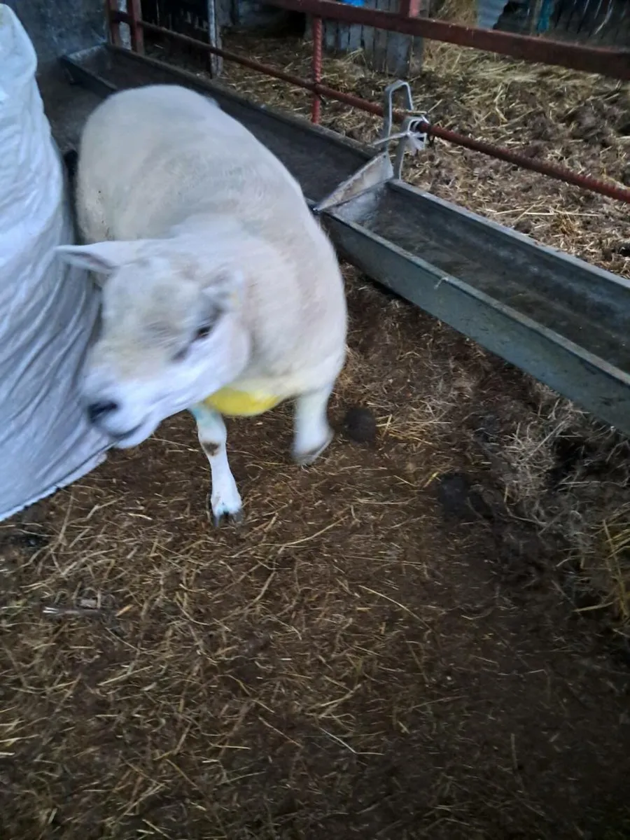 Texel Ram - Image 2