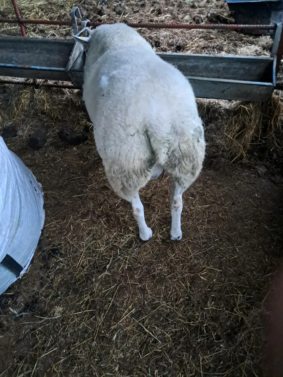 Texel Ram - Image 3