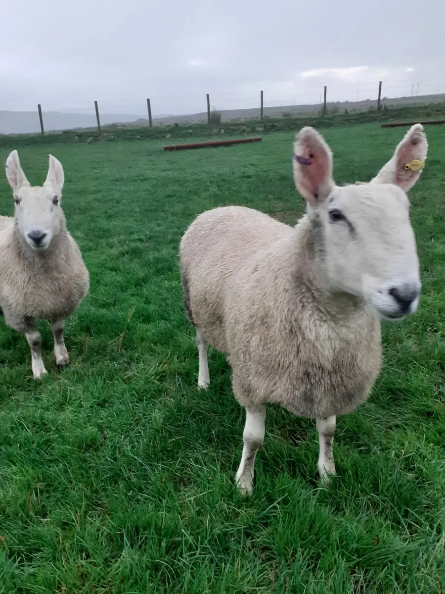 Borderleicester shearling rams - Image 3