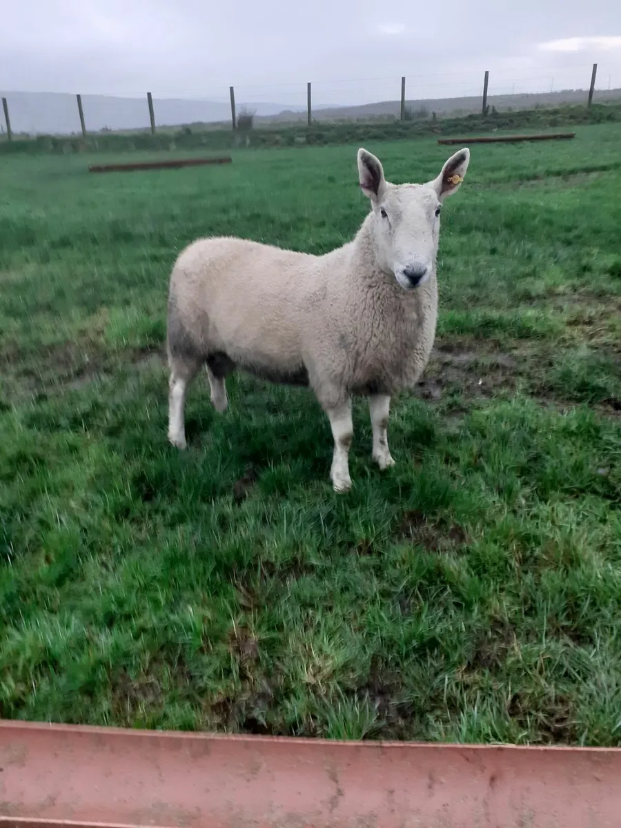 Borderleicester shearling rams - Image 4