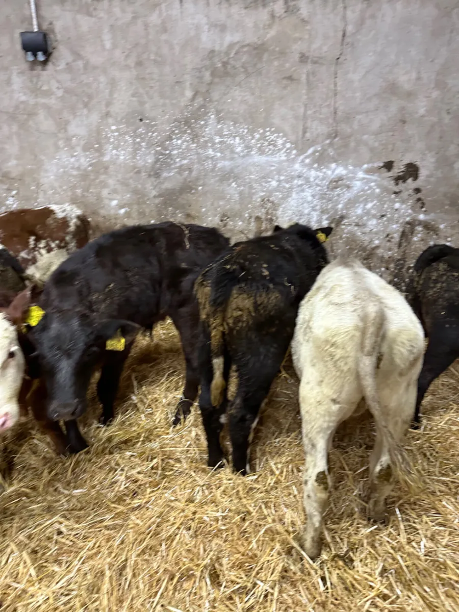 Reared bulls - Image 4