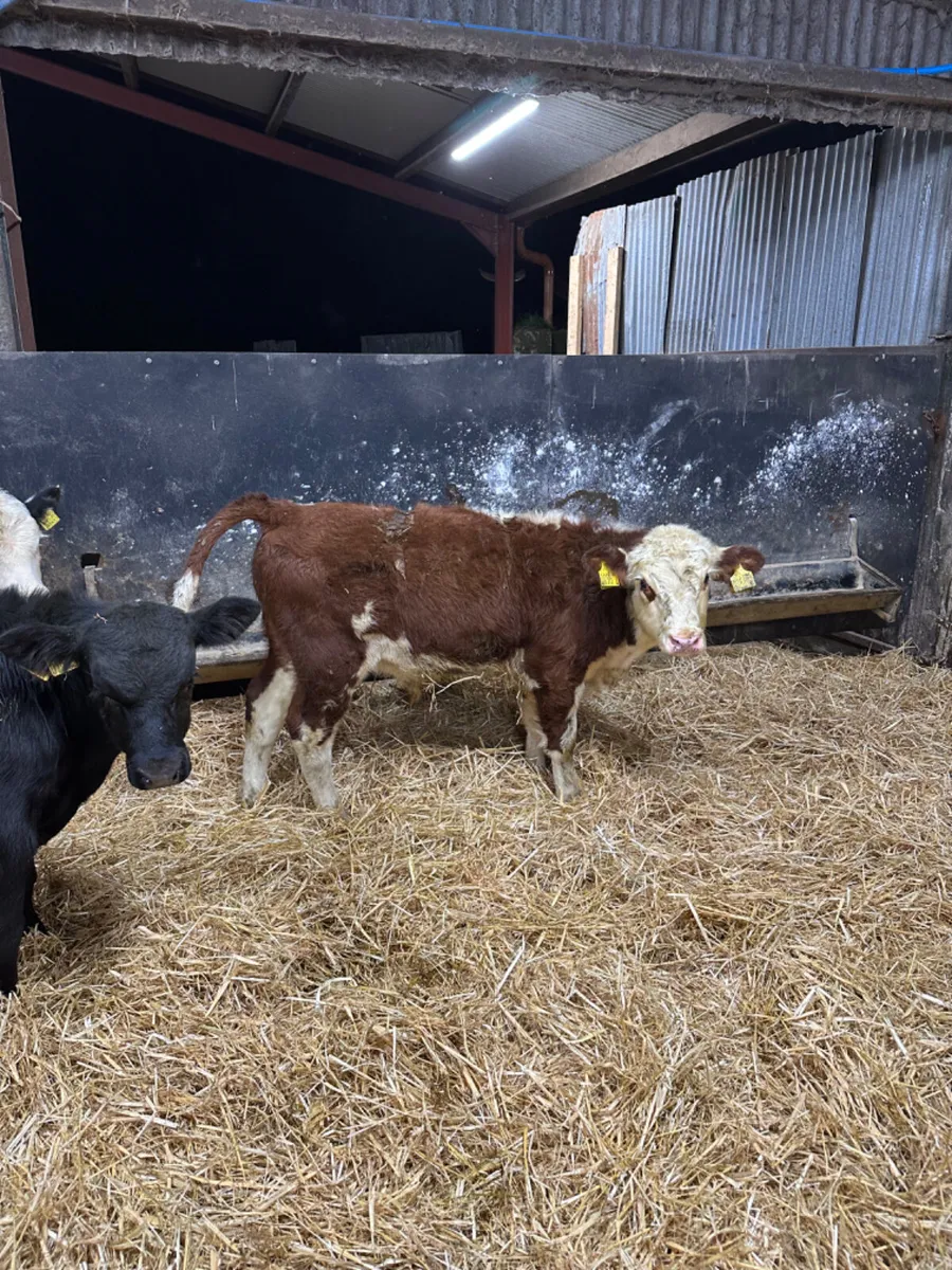 Reared bulls - Image 2