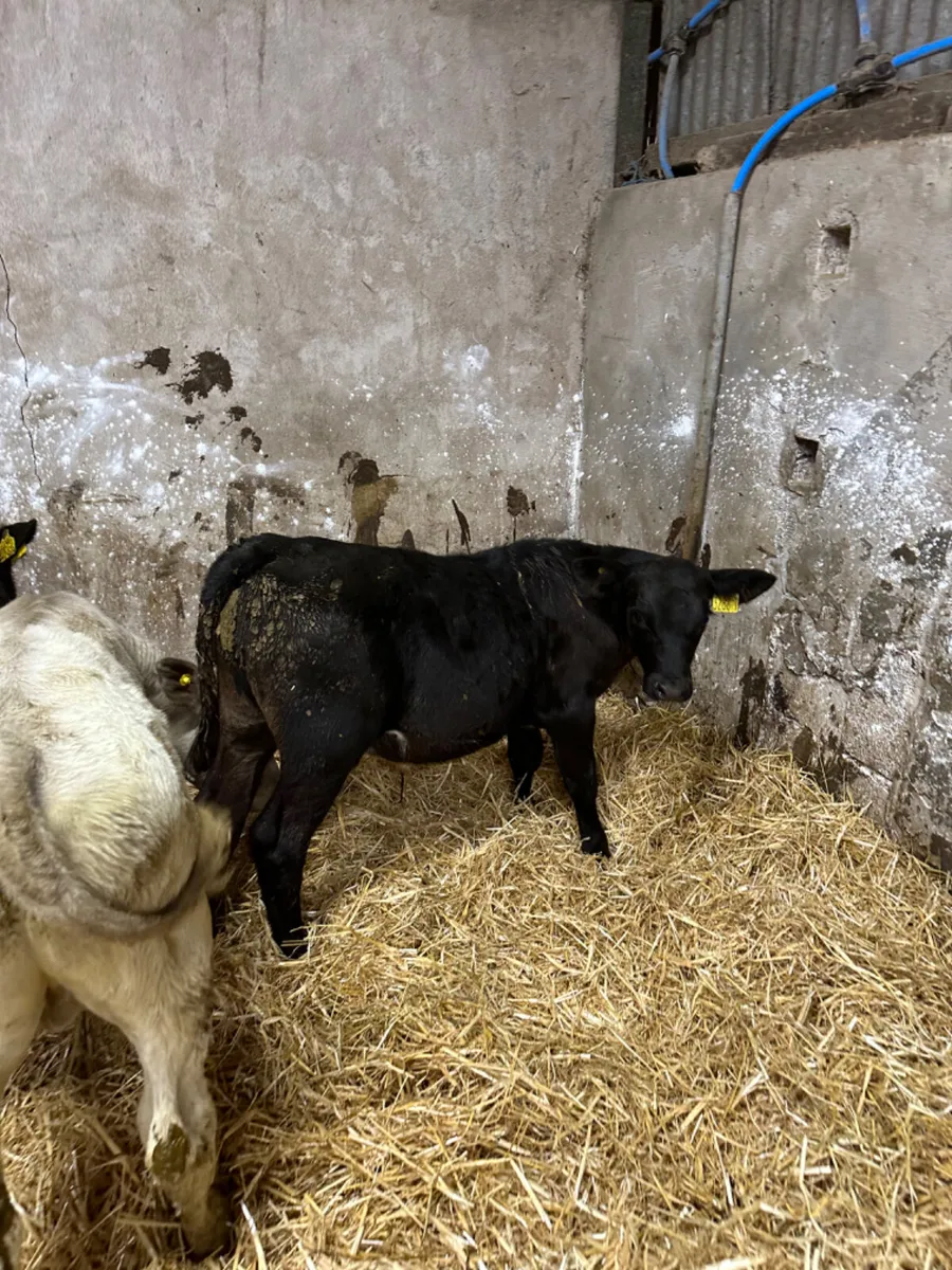 Reared bulls - Image 3