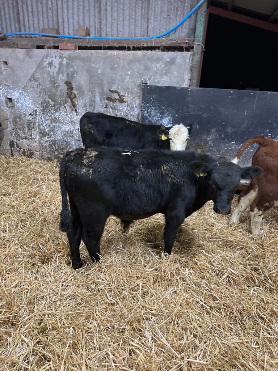 Reared bulls - Image 1