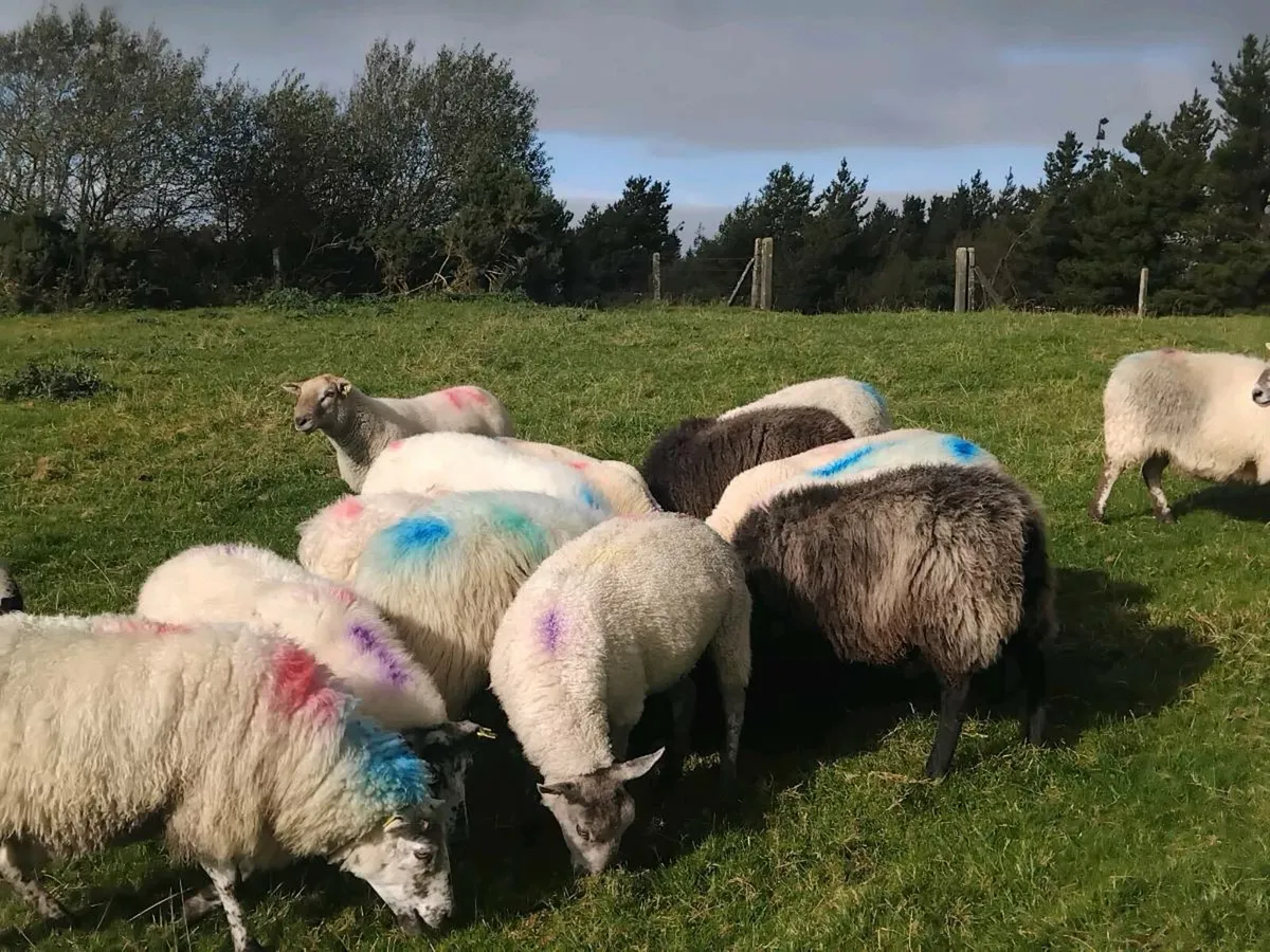 11 quality  feeding ewes - Image 2