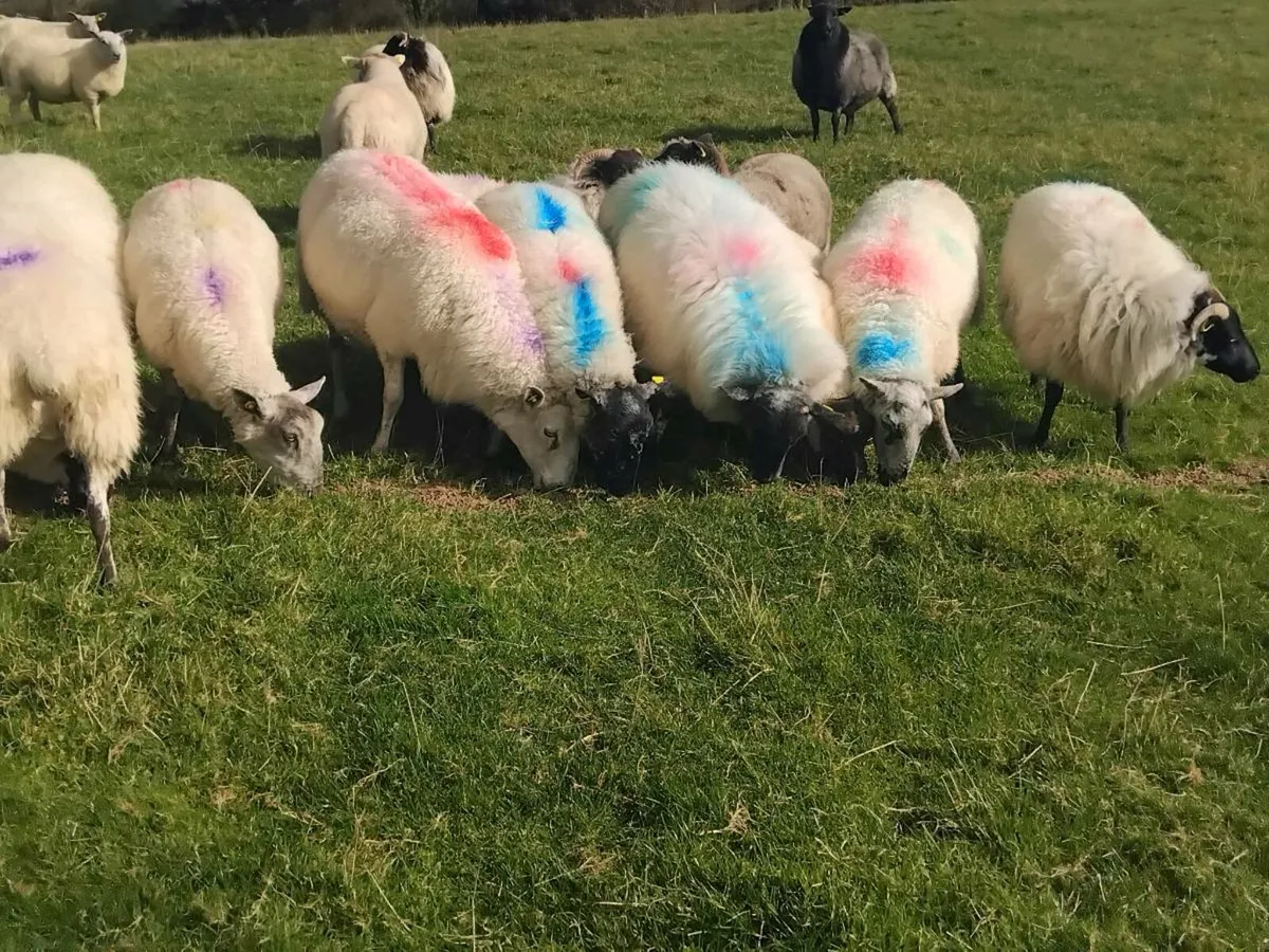 11 quality  feeding ewes - Image 1