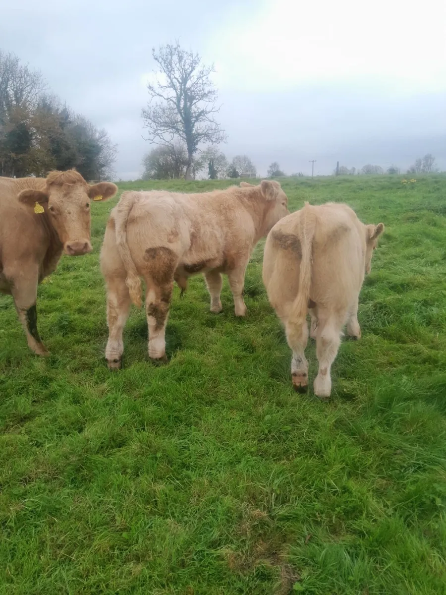 Organic Charlois weanlings - Image 2