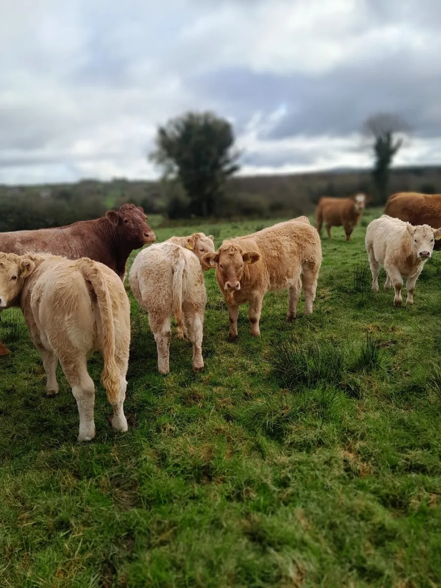 Organic Charlois weanlings - Image 1