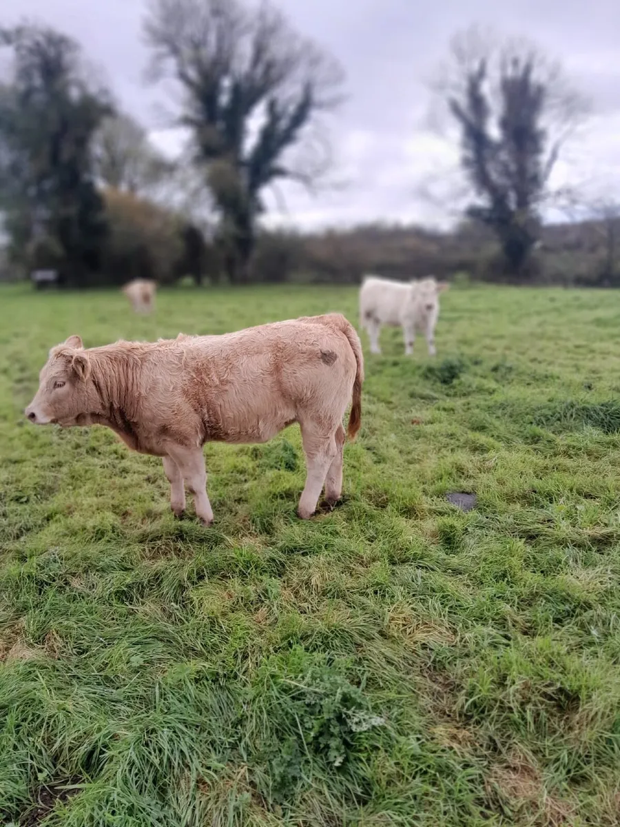 Organic Charlois weanlings - Image 3