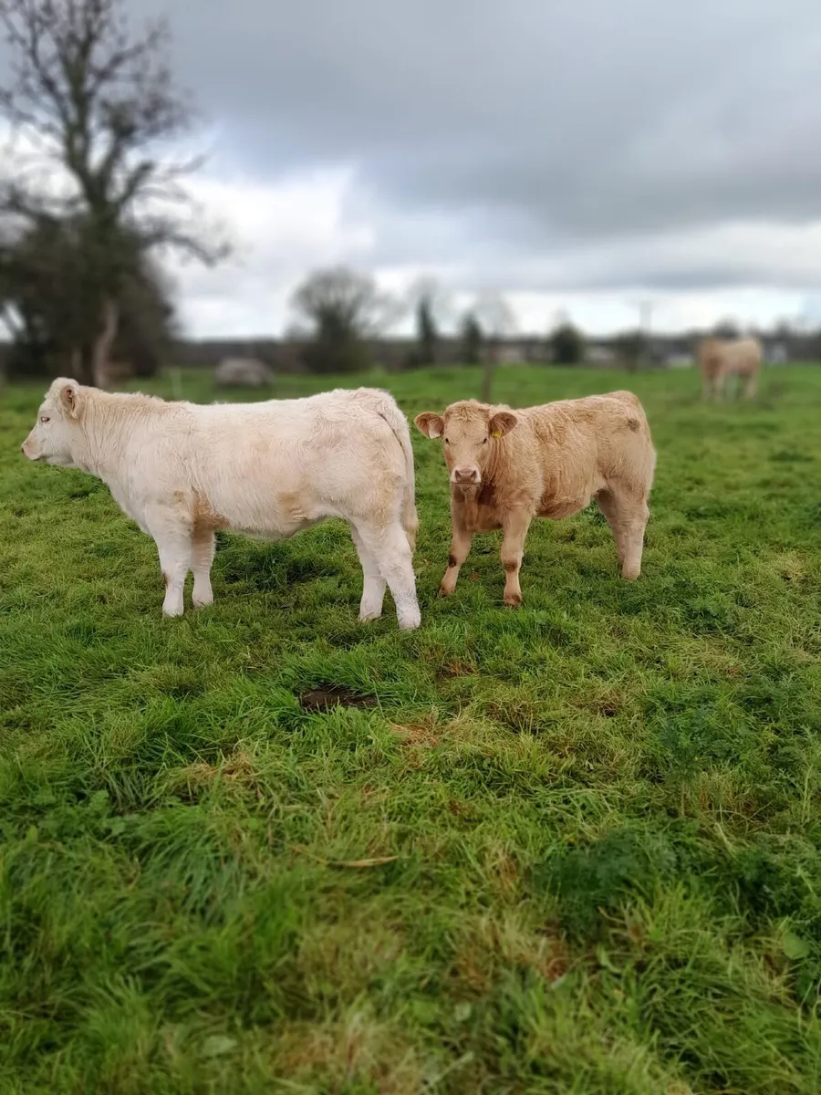 Organic Charlois weanlings - Image 4