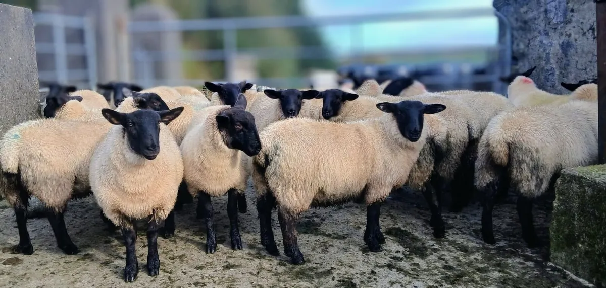 Suffolk Ewe Lambs - Image 1
