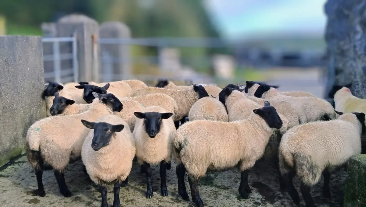 Suffolk Ewe Lambs - Image 2