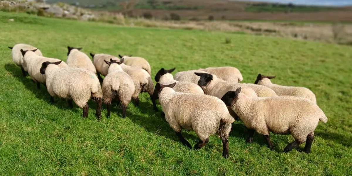Suffolk Ewe Lambs - Image 3