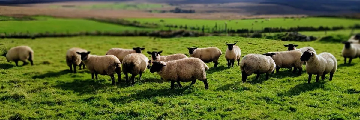Suffolk Ewe Lambs - Image 4
