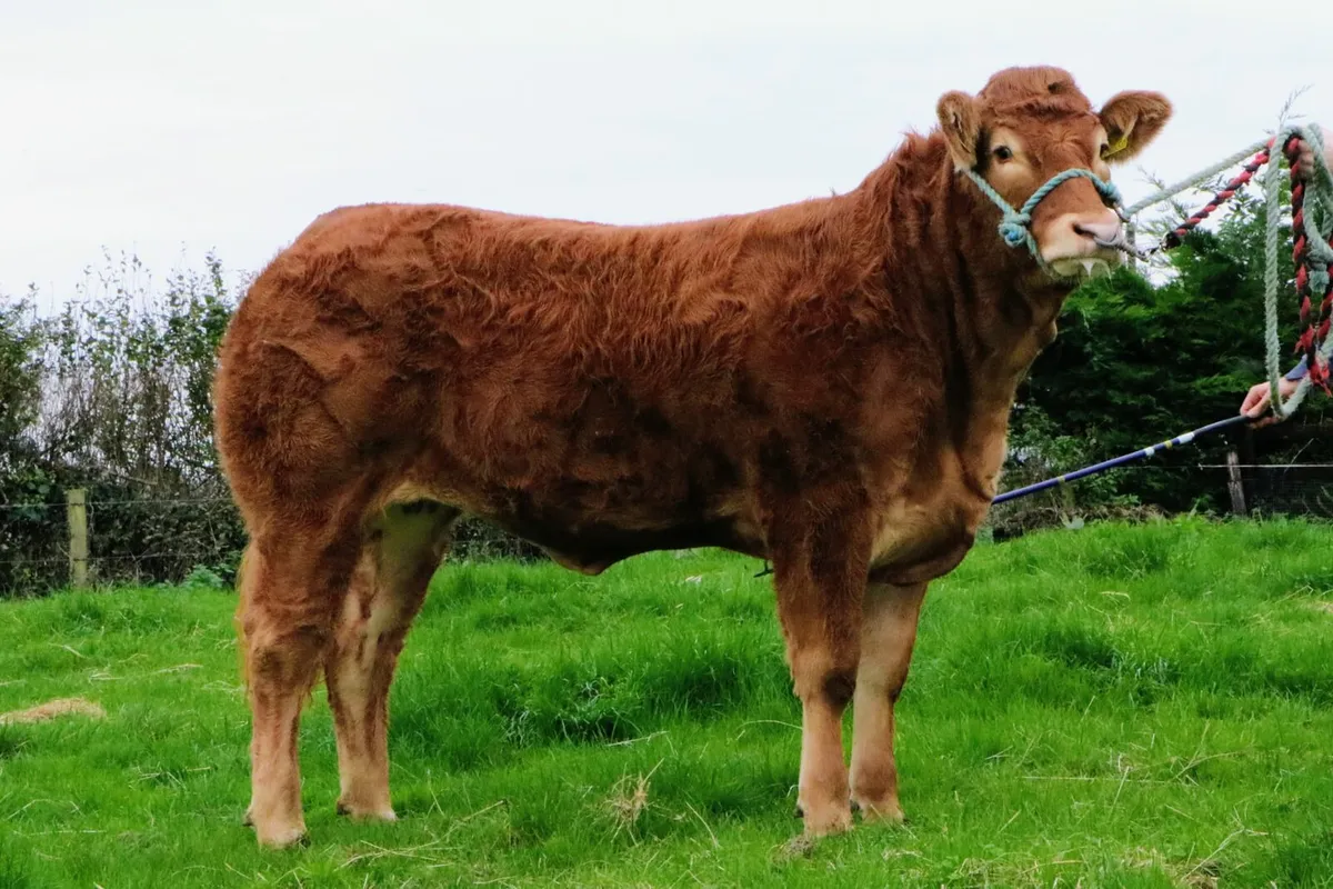 3 Top quality Pedigree Limousin Heifers - Image 1
