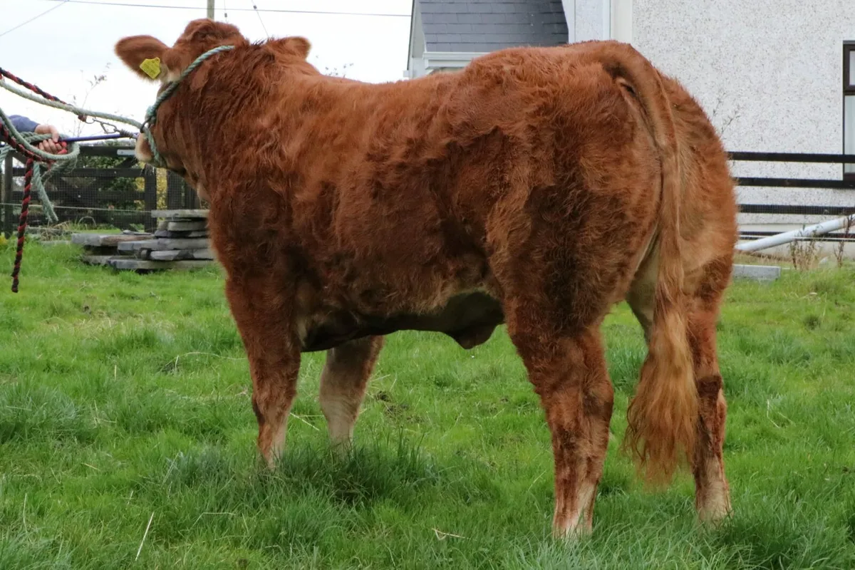 3 Top quality Pedigree Limousin Heifers - Image 2