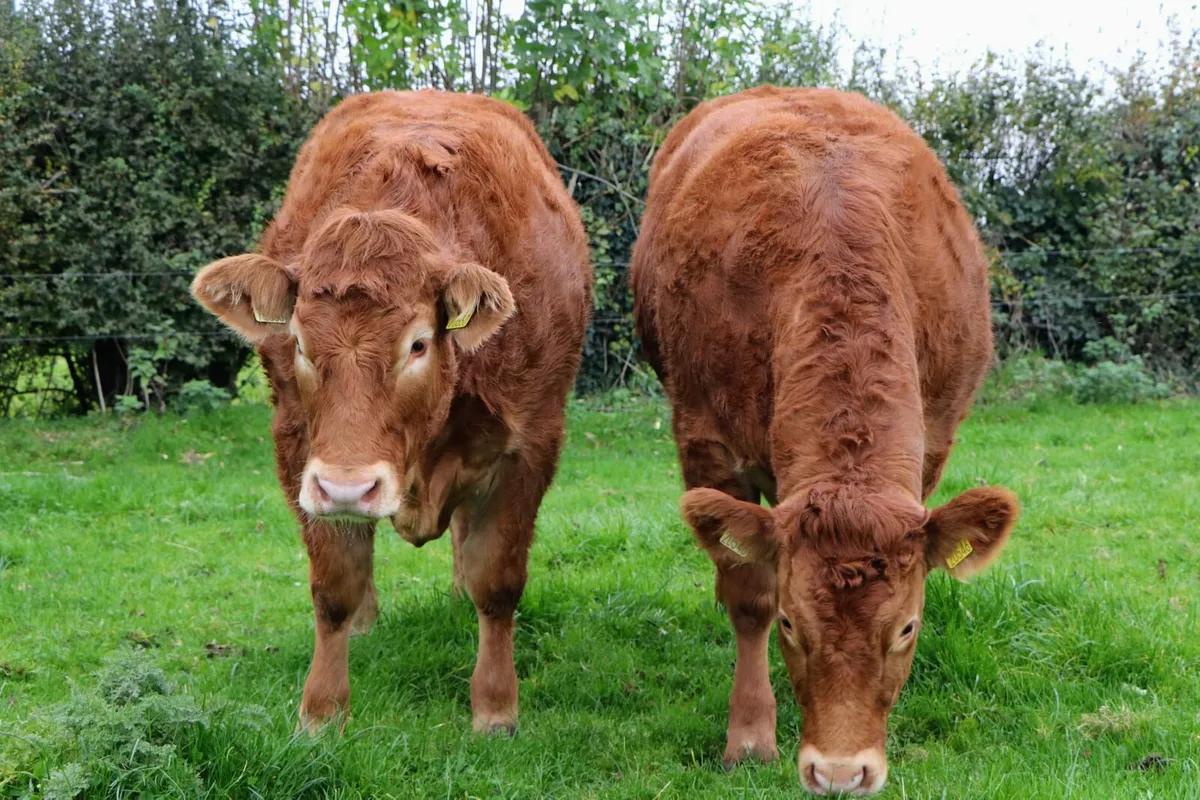 3 Top quality Pedigree Limousin Heifers - Image 3