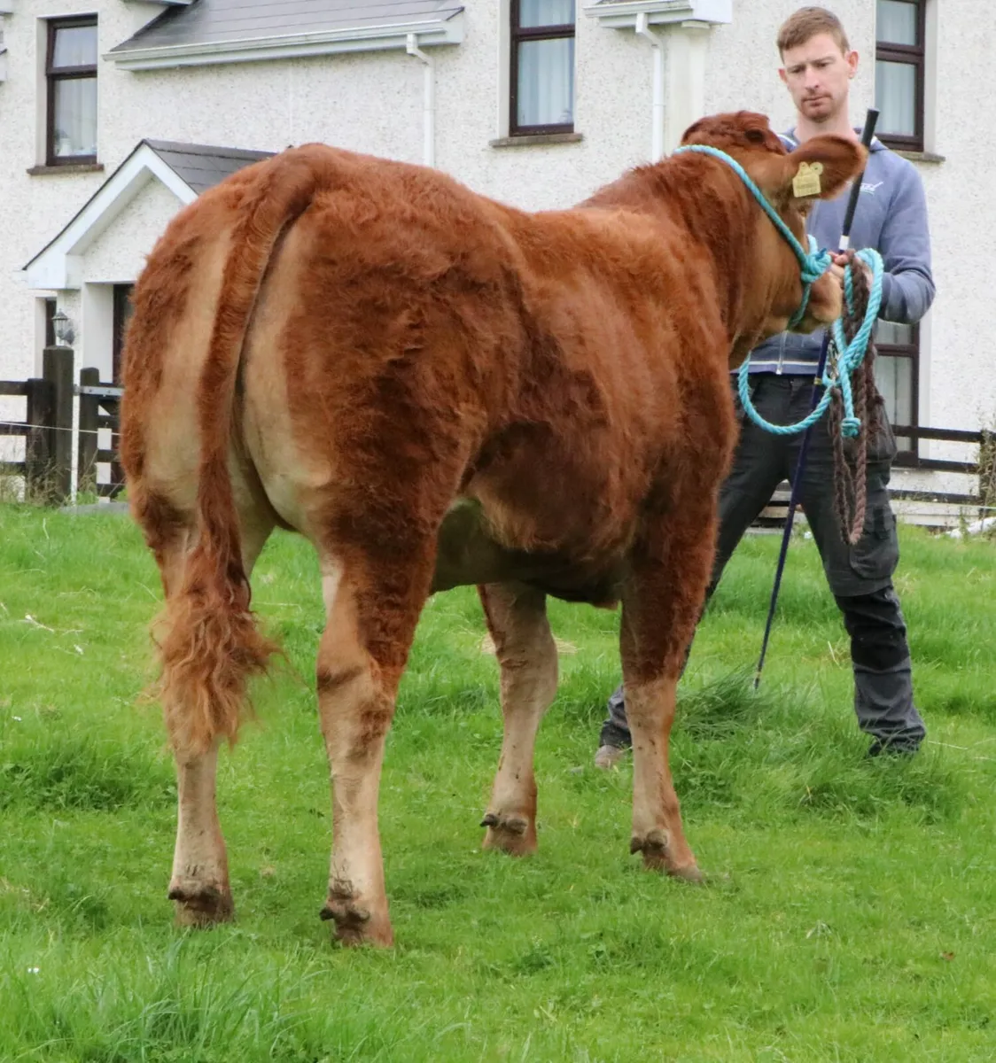 3 Top quality Pedigree Limousin Heifers - Image 4