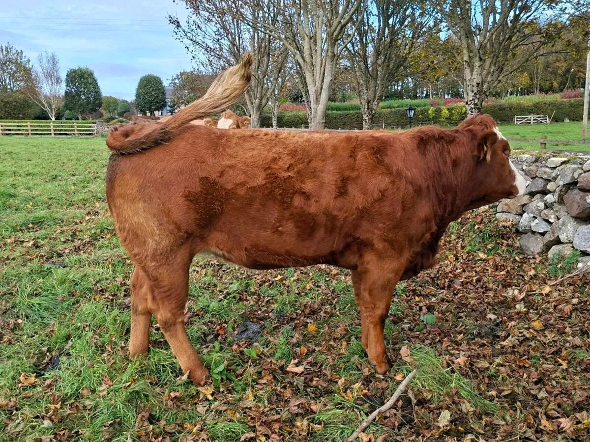 2 In Calf Heifers For Sale @ Manorhamilton Mart - Image 1