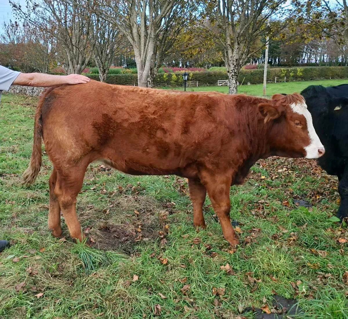2 In Calf Heifers For Sale @ Manorhamilton Mart - Image 3