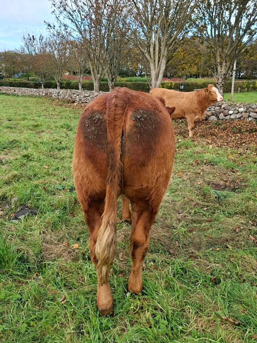 2 In Calf Heifers For Sale @ Manorhamilton Mart - Image 4