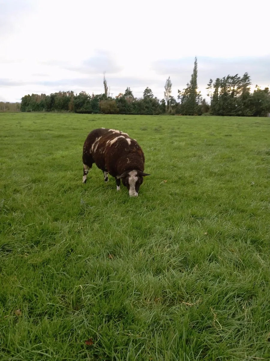 Dutch Spotted Shearling Ram SIS - Image 1