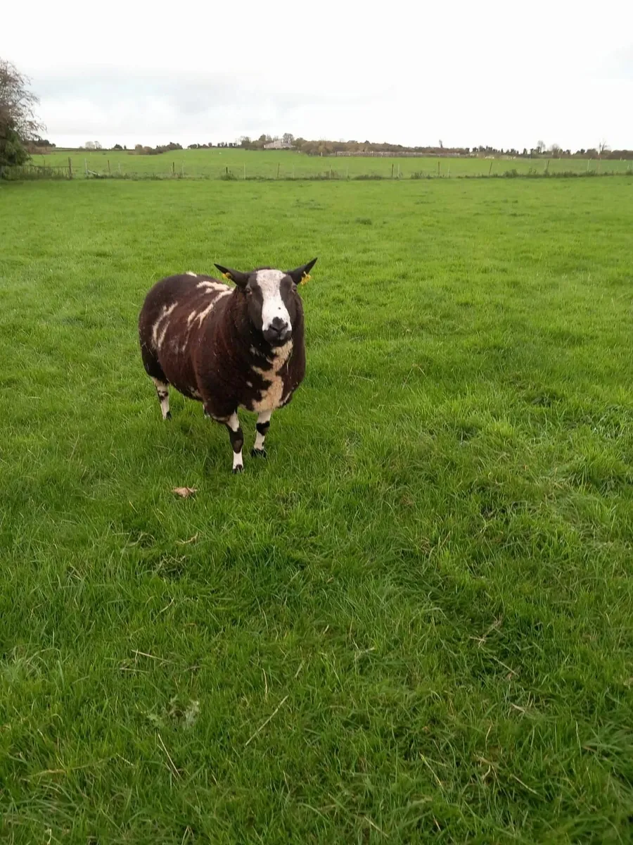 Dutch Spotted Shearling Ram SIS - Image 2