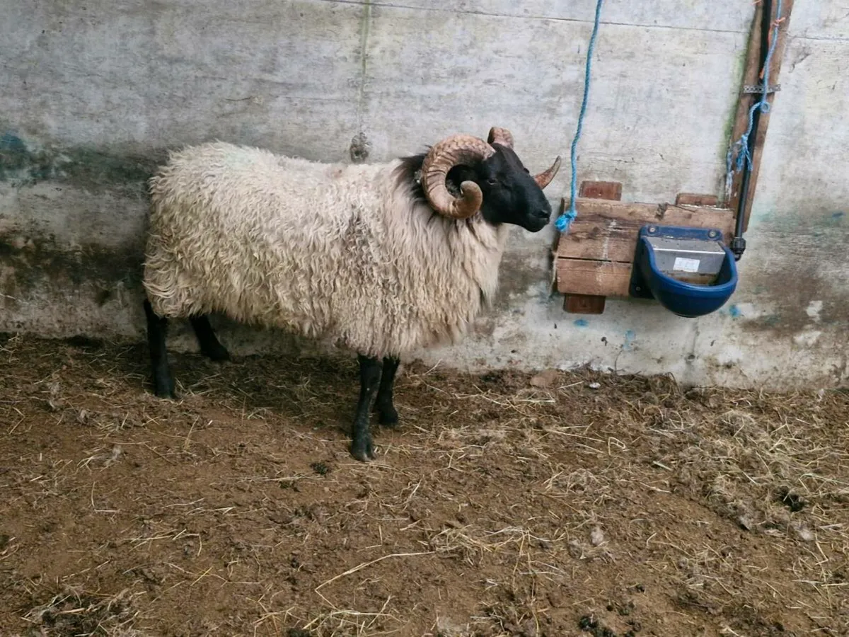 Blackface Mountain Ram - Image 1
