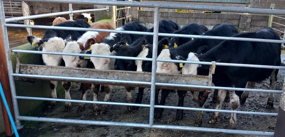 Hereford Weanling Bull calves - Image 1