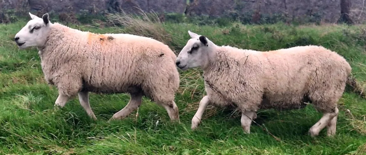 Aberfield Ram Lambs - Image 1