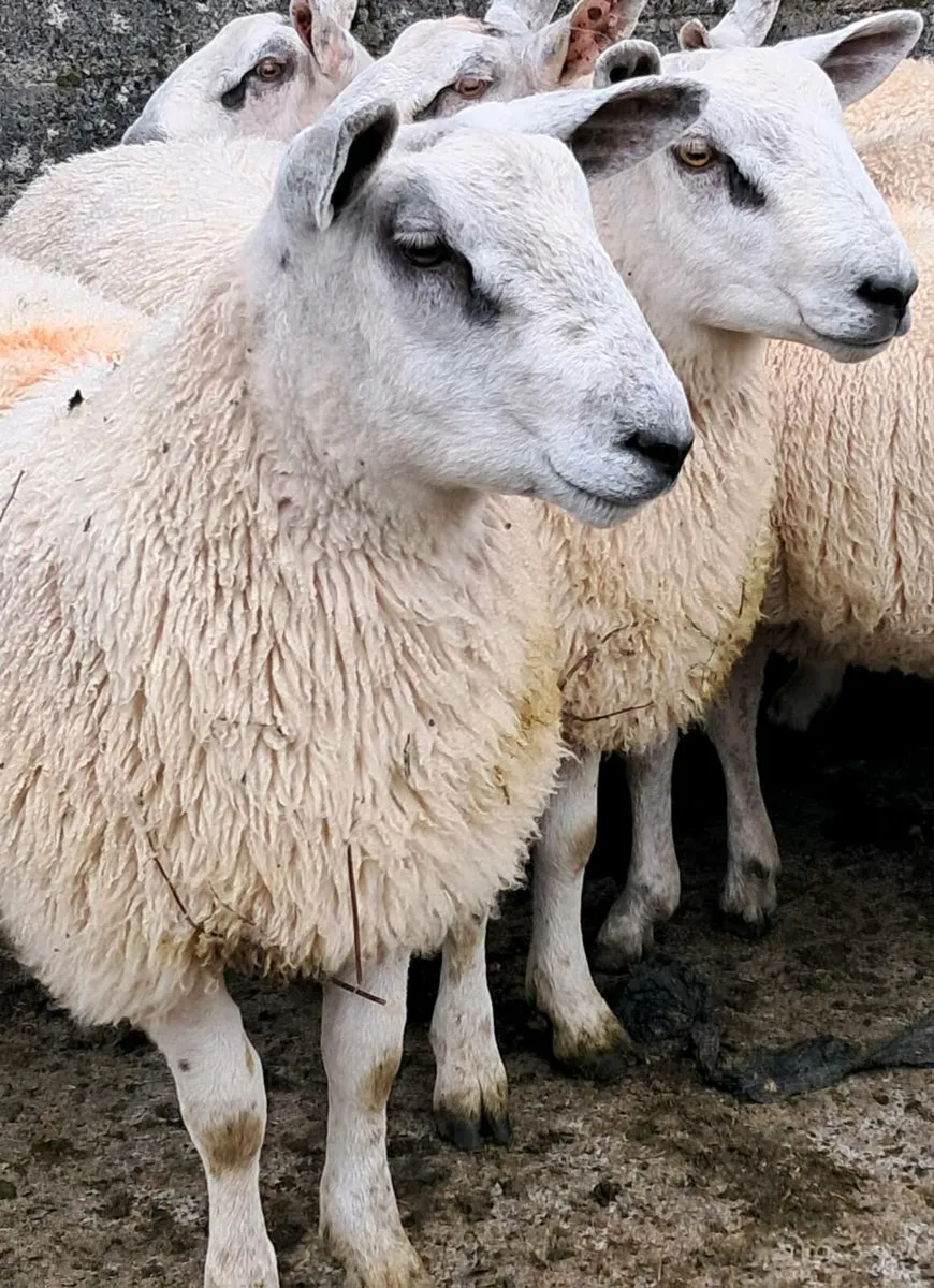 Aberfield Ram Lambs - Image 2