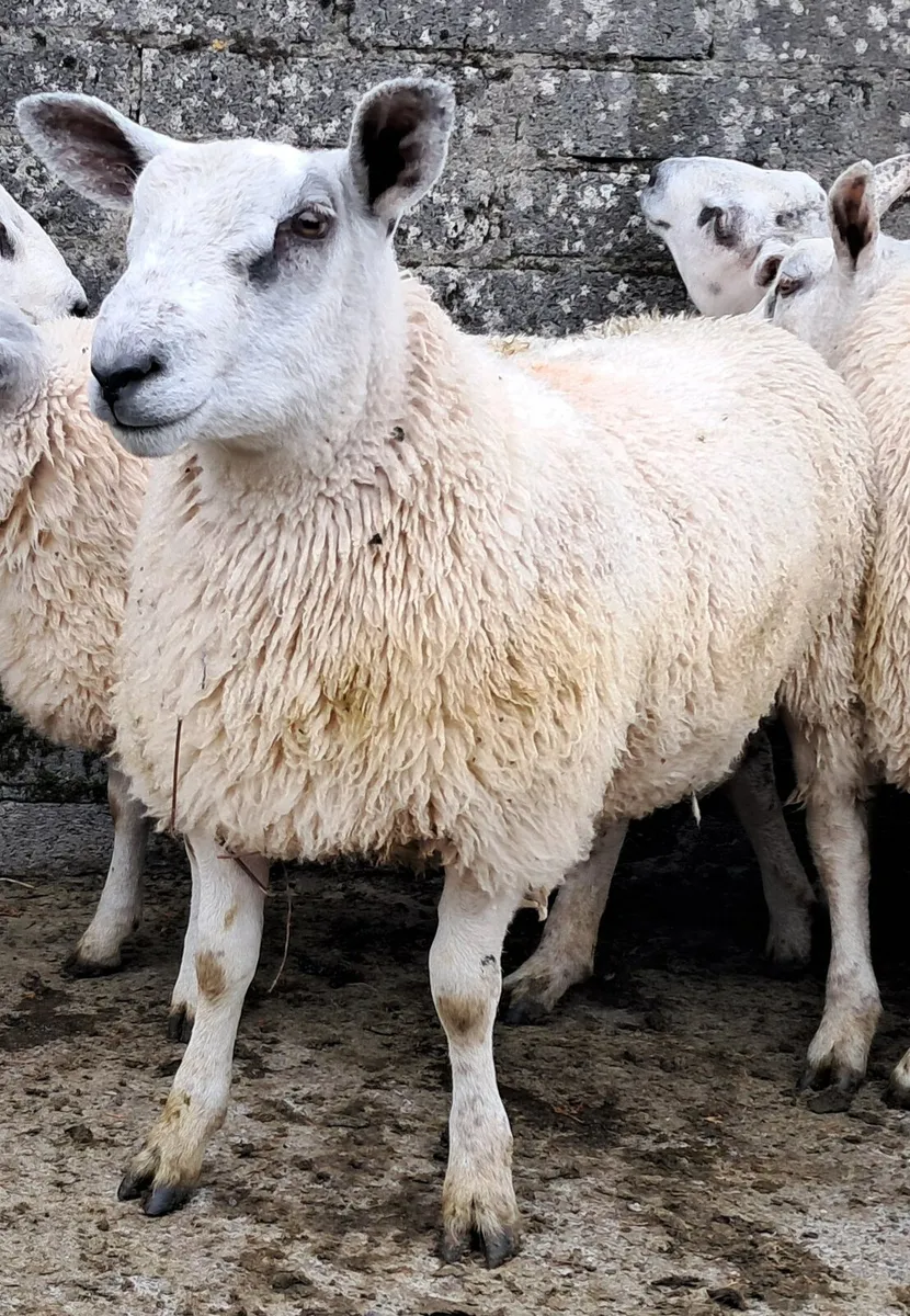 Aberfield Ram Lambs - Image 3