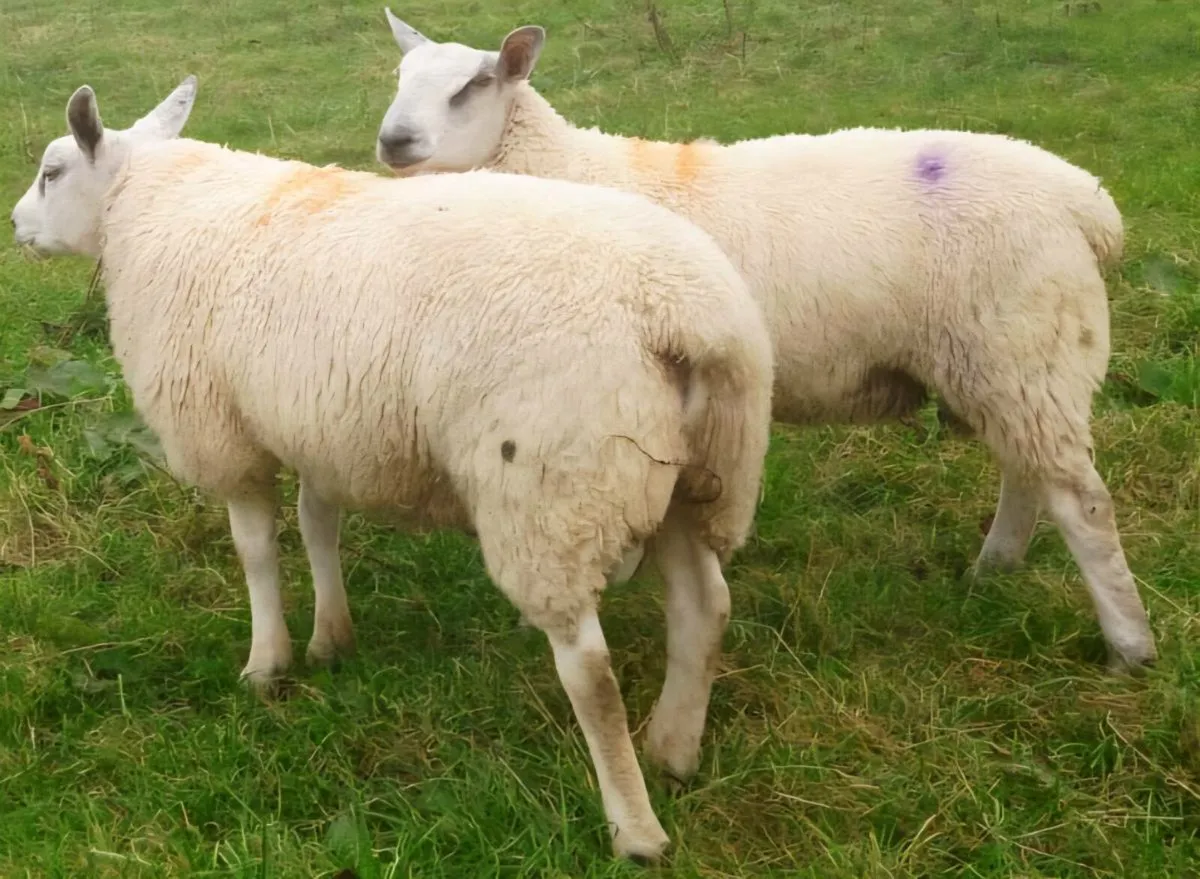 Aberfield Ram Lambs - Image 4