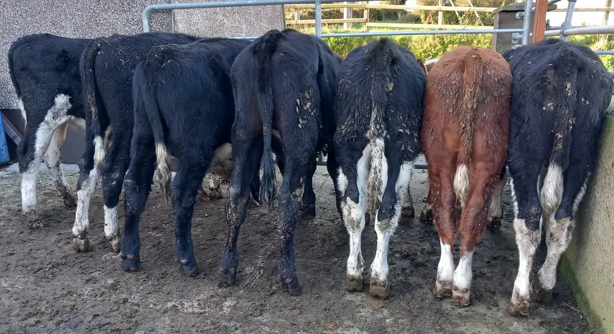 Hereford Weanling Bull calves - Image 2
